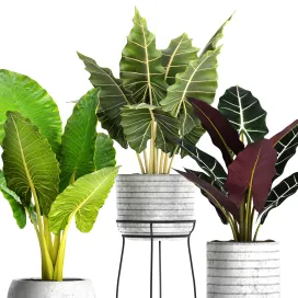 Collection of plants in pots